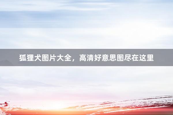 狐狸犬图片大全，高清好意思图尽在这里